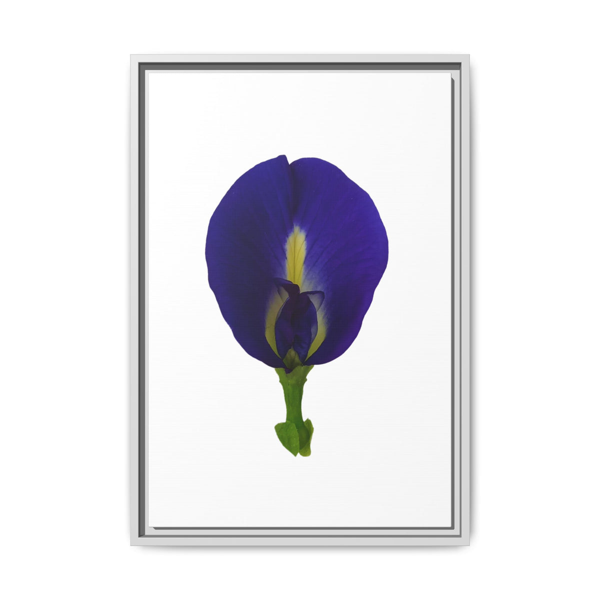 Original Butterfly Pea Flower Framed Canvas Wall Art