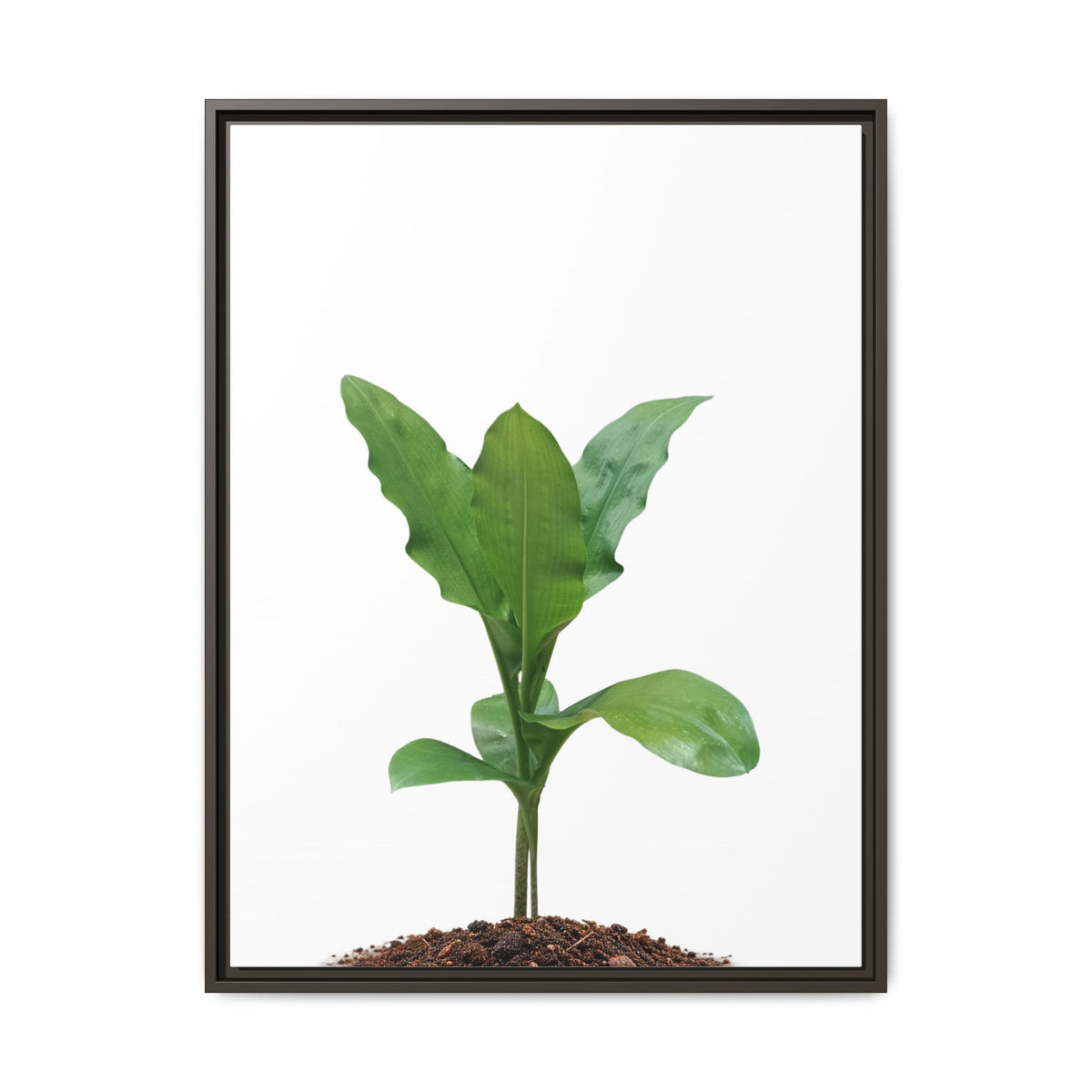 Blood Lily Plant Paintbrush Lily Plant Framed Canvas Wall Art