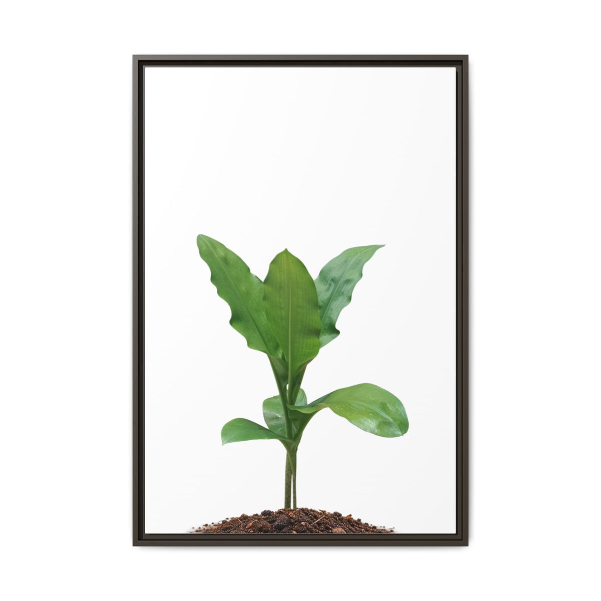 Blood Lily Plant Paintbrush Lily Plant Framed Canvas Wall Art