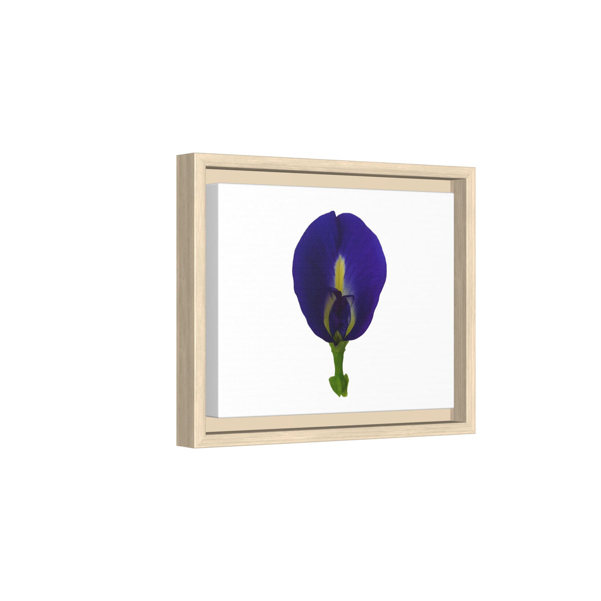 Original Butterfly Pea Flower Framed Canvas Wall Art
