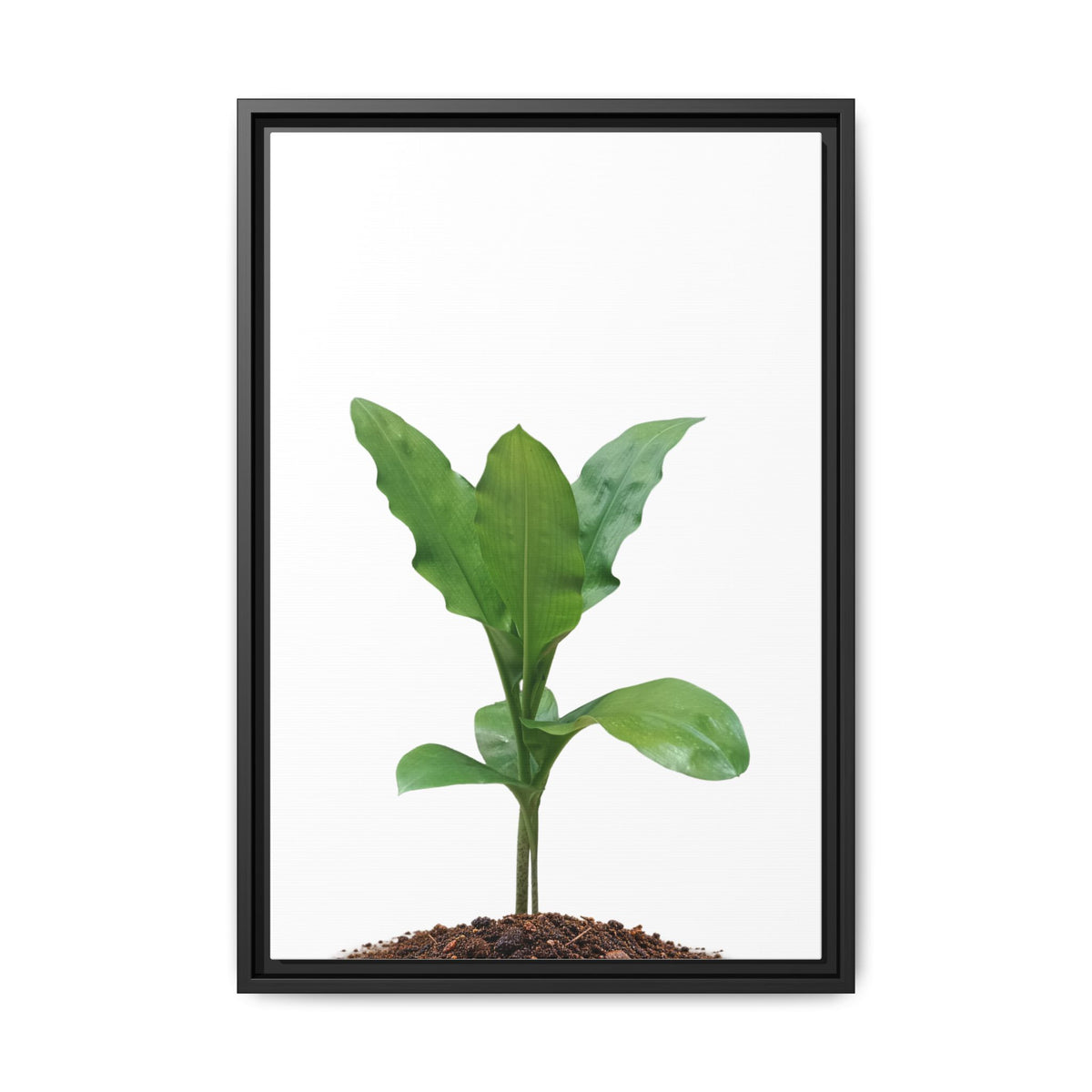 Blood Lily Plant Paintbrush Lily Plant Framed Canvas Wall Art