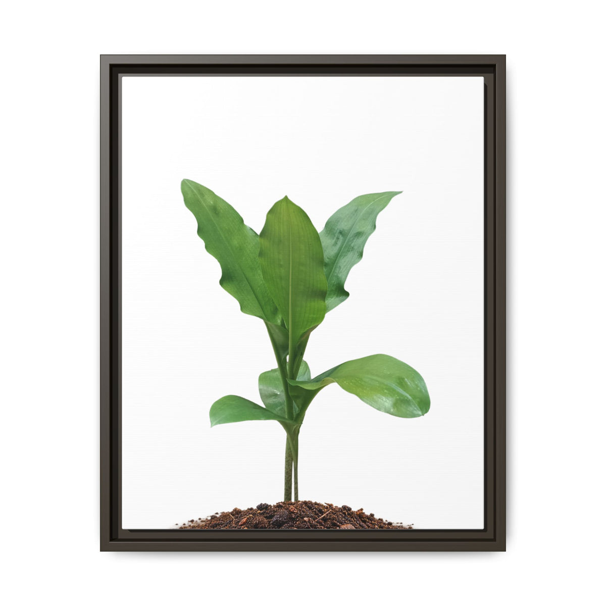 Blood Lily Plant Paintbrush Lily Plant Framed Canvas Wall Art