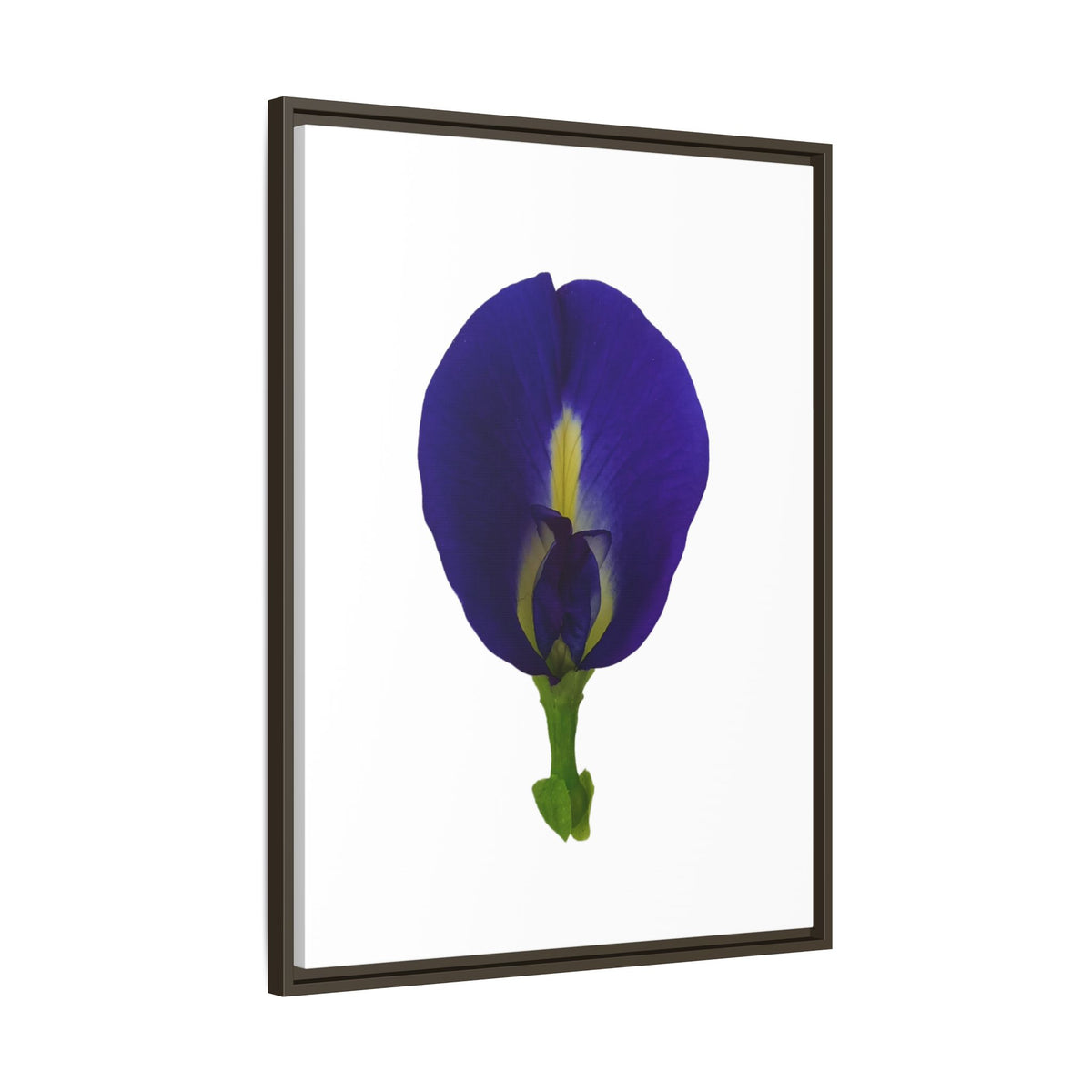 Original Butterfly Pea Flower Framed Canvas Wall Art