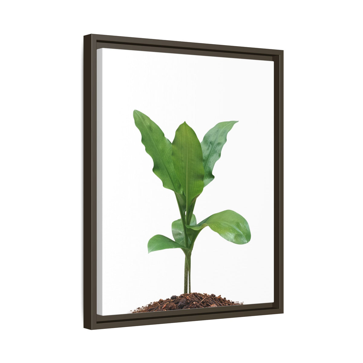 Blood Lily Plant Paintbrush Lily Plant Framed Canvas Wall Art