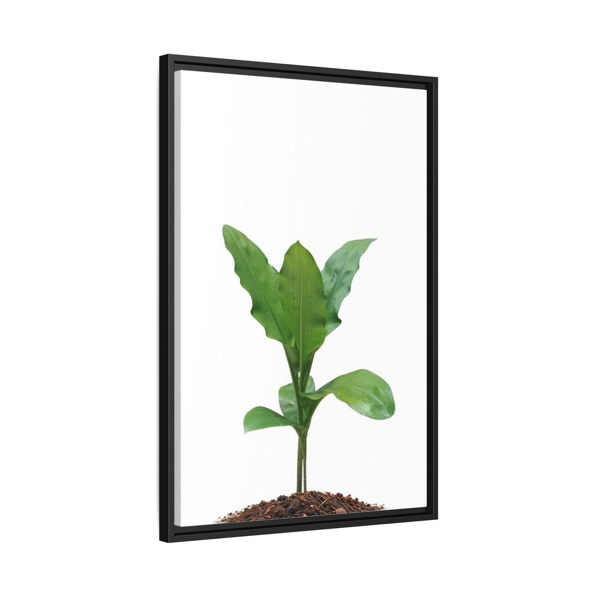 Blood Lily Plant Paintbrush Lily Plant Framed Canvas Wall Art