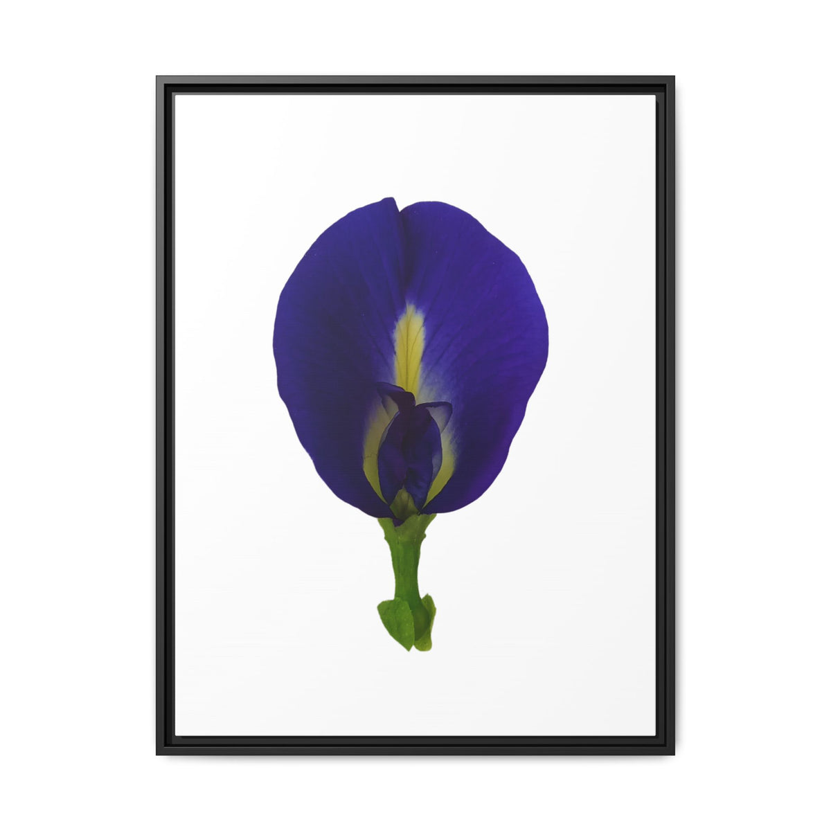 Original Butterfly Pea Flower Framed Canvas Wall Art