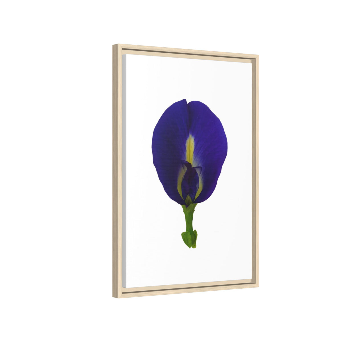 Original Butterfly Pea Flower Framed Canvas Wall Art
