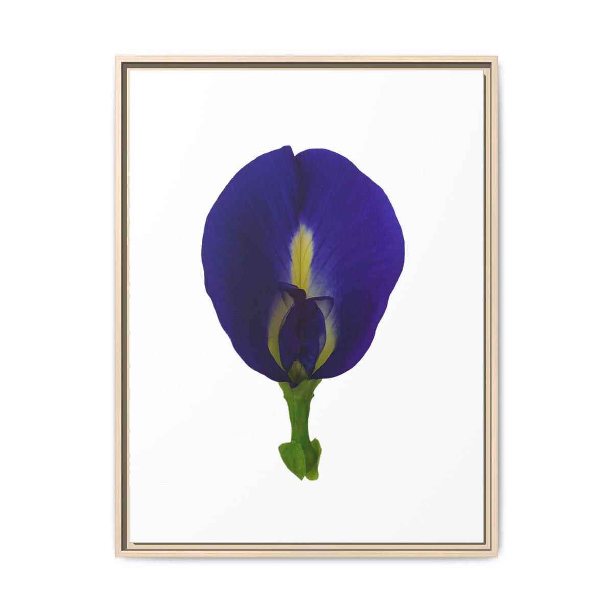 Original Butterfly Pea Flower Framed Canvas Wall Art
