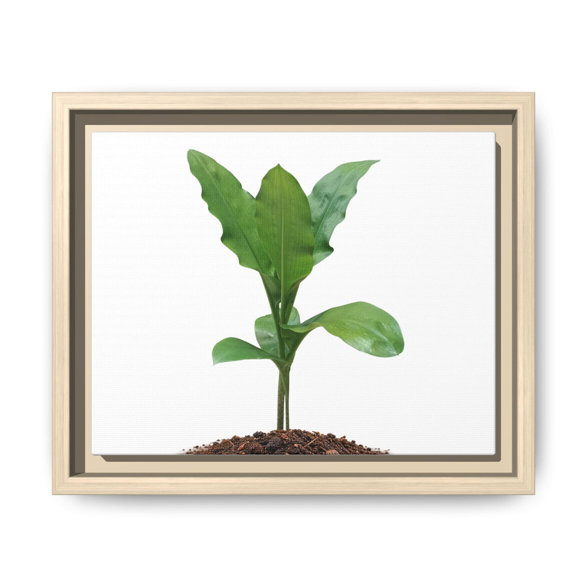 Blood Lily Plant Paintbrush Lily Plant Framed Canvas Wall Art