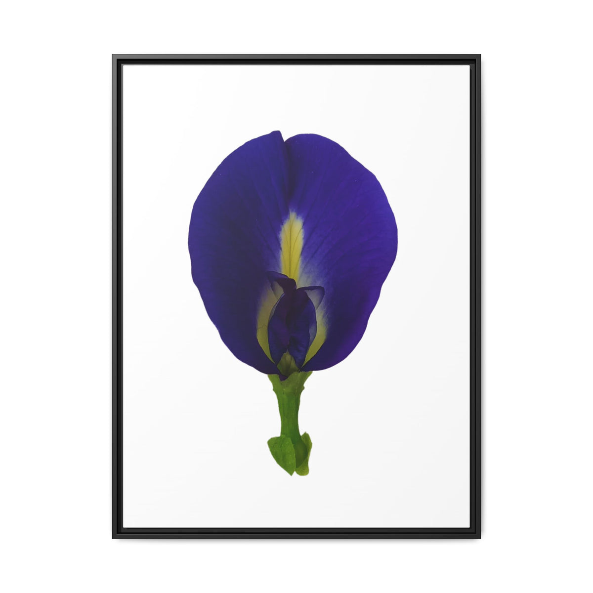 Original Butterfly Pea Flower Framed Canvas Wall Art