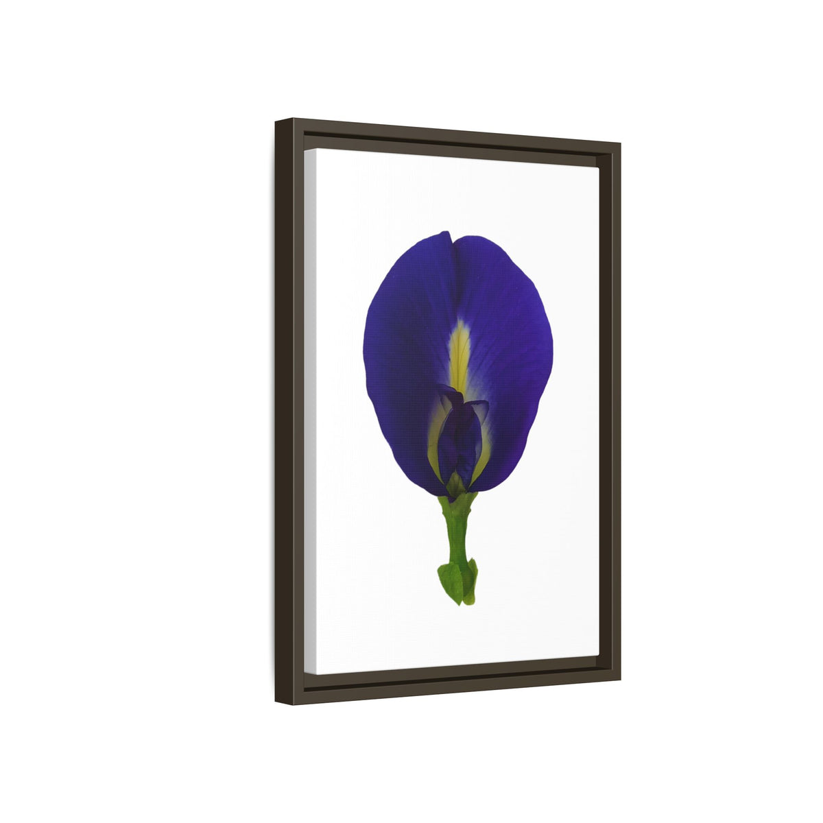 Original Butterfly Pea Flower Framed Canvas Wall Art