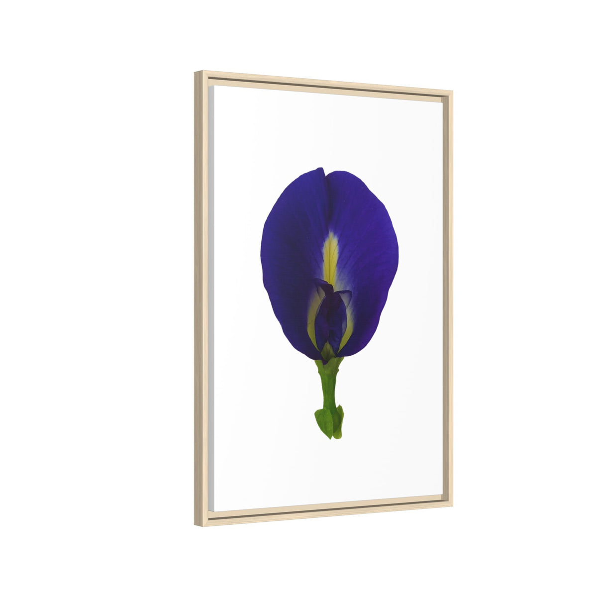 Original Butterfly Pea Flower Framed Canvas Wall Art