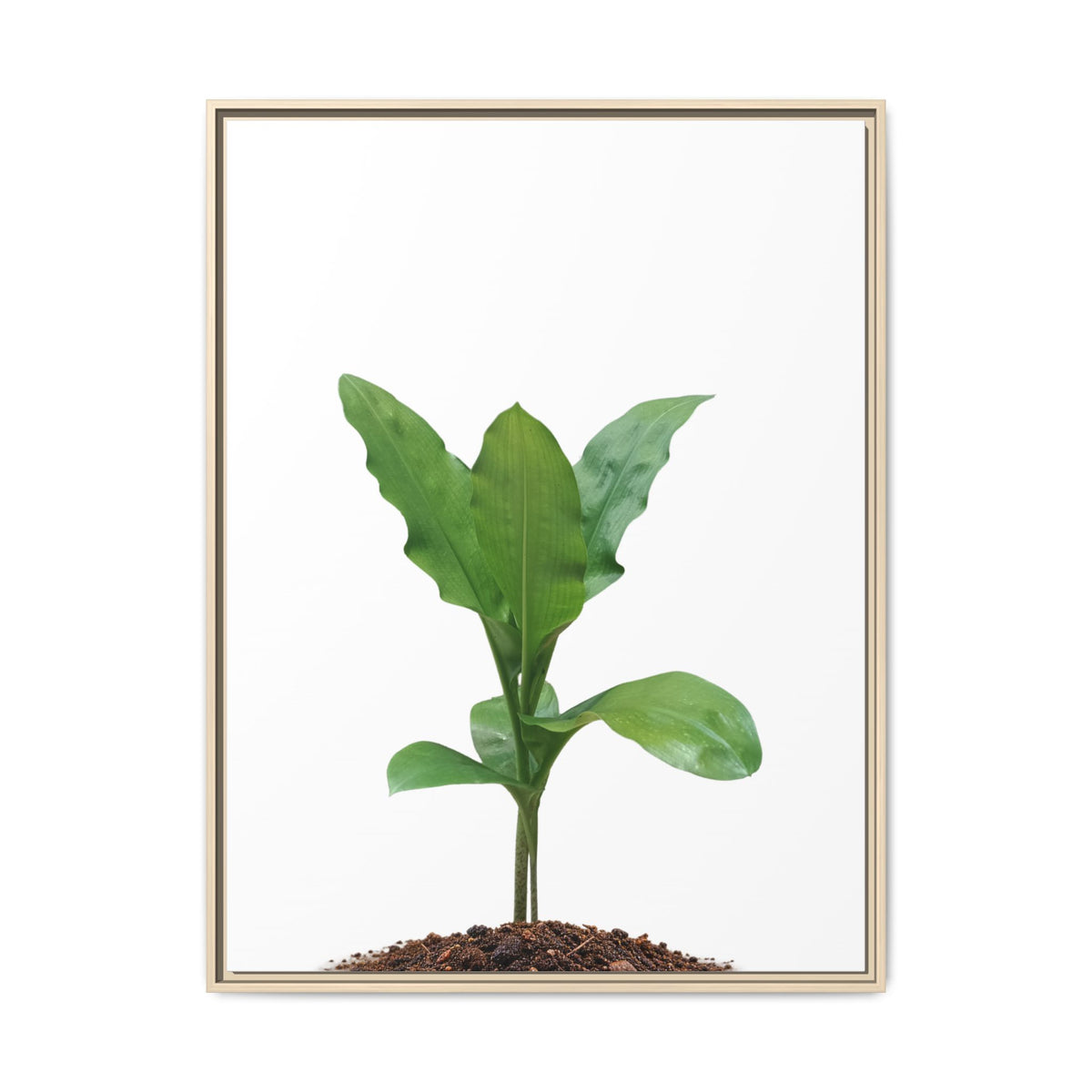 Blood Lily Plant Paintbrush Lily Plant Framed Canvas Wall Art