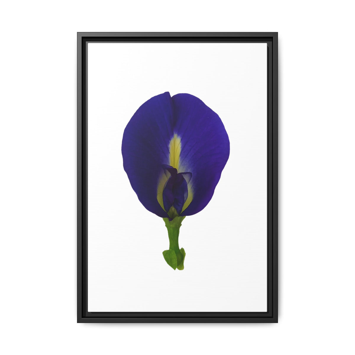 Original Butterfly Pea Flower Framed Canvas Wall Art