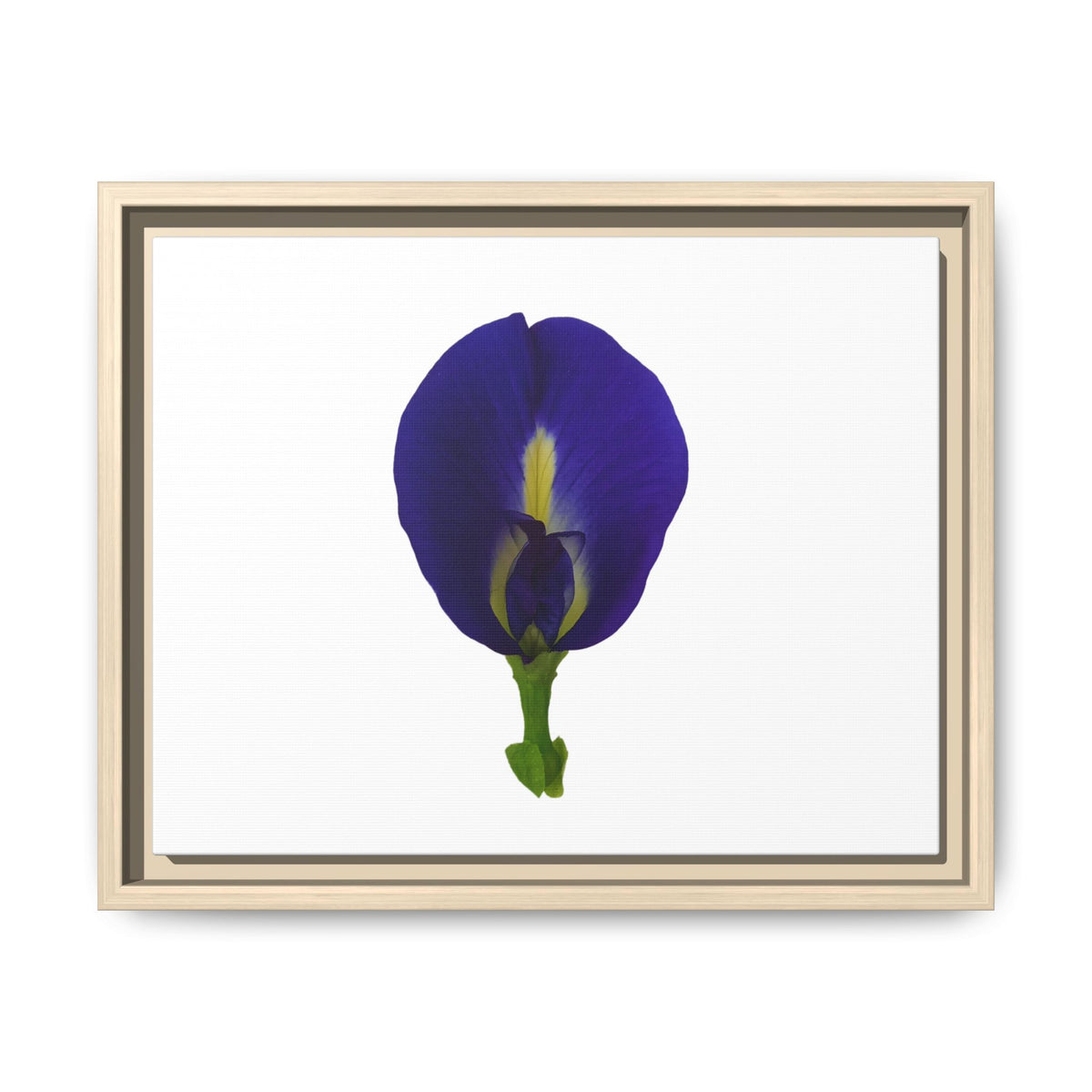 Original Butterfly Pea Flower Framed Canvas Wall Art