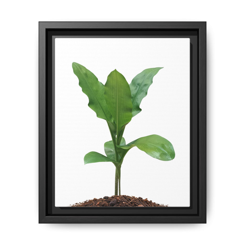 Blood Lily Plant Paintbrush Lily Plant Framed Canvas Wall Art