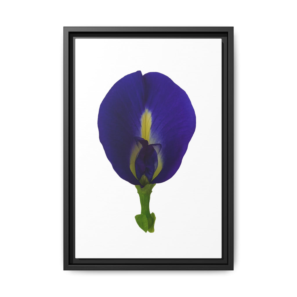 Original Butterfly Pea Flower Framed Canvas Wall Art