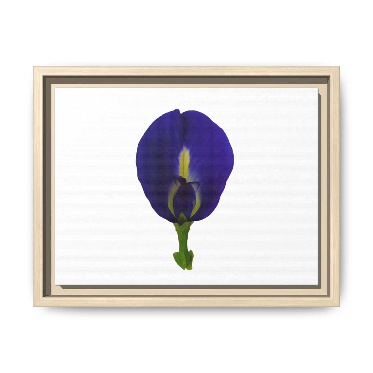 Original Butterfly Pea Flower Framed Canvas Wall Art