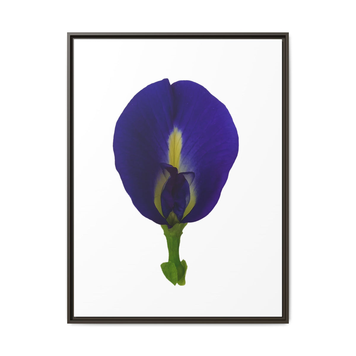 Original Butterfly Pea Flower Framed Canvas Wall Art