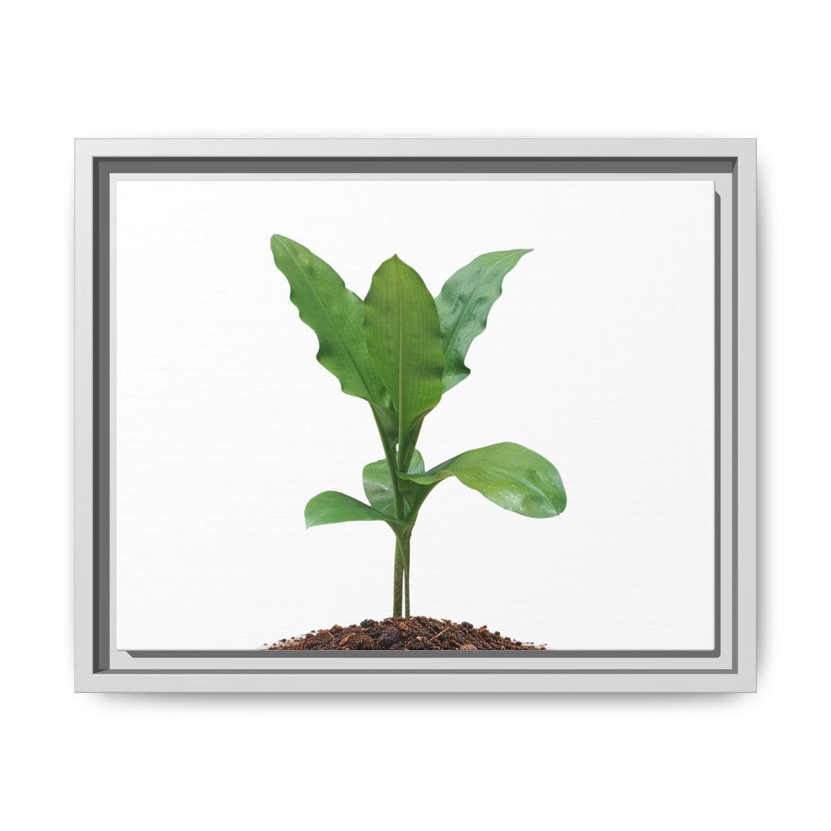 Blood Lily Plant Paintbrush Lily Plant Framed Canvas Wall Art