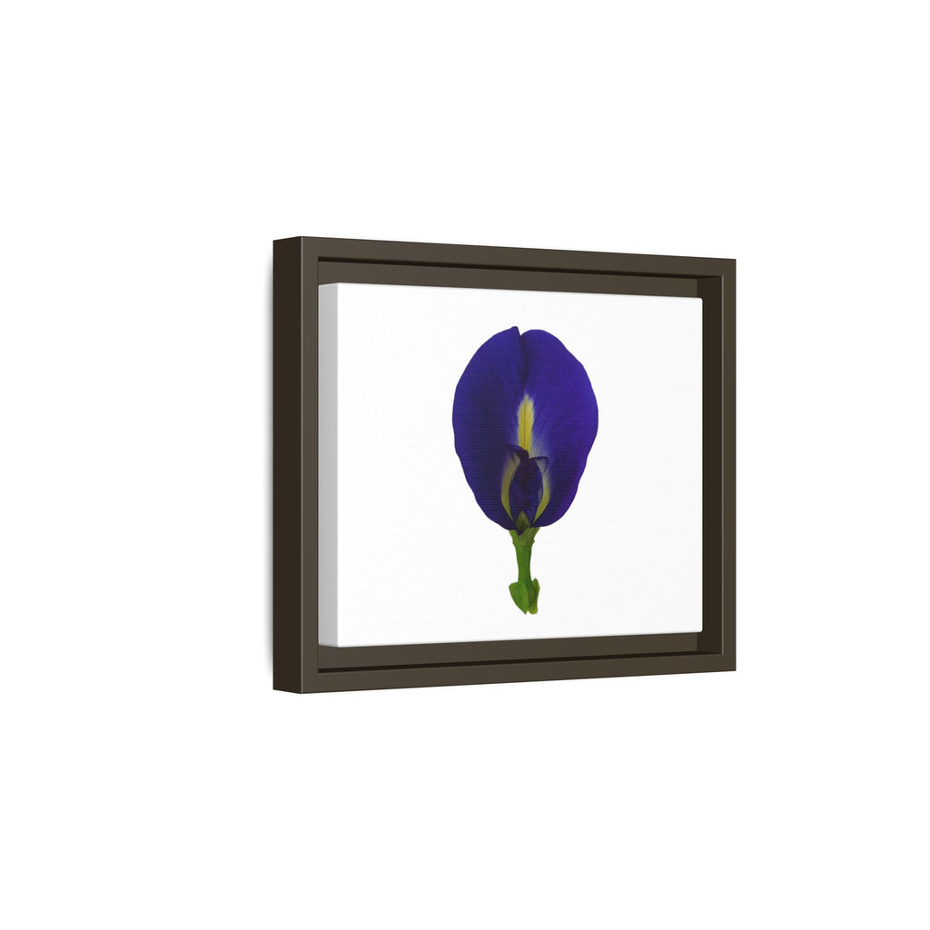Original Butterfly Pea Flower Framed Canvas Wall Art