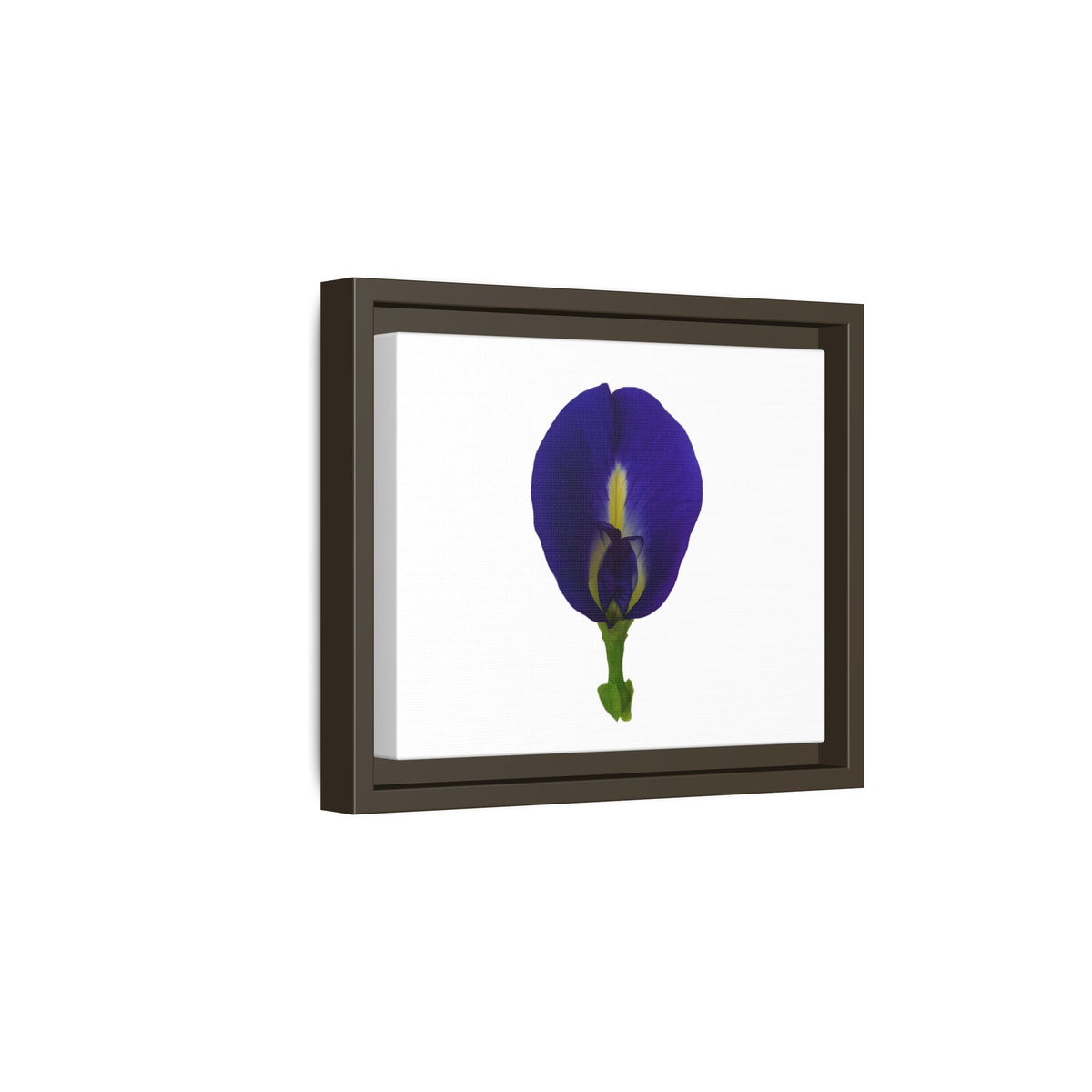 Original Butterfly Pea Flower Framed Canvas Wall Art