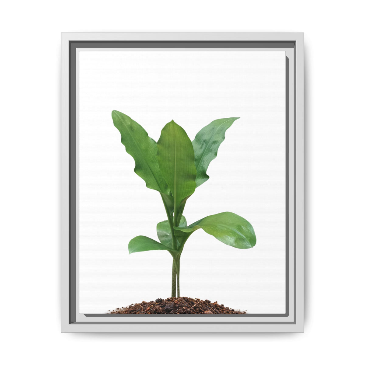 Blood Lily Plant Paintbrush Lily Plant Framed Canvas Wall Art