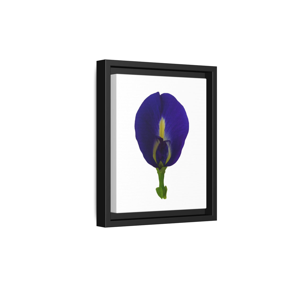 Original Butterfly Pea Flower Framed Canvas Wall Art