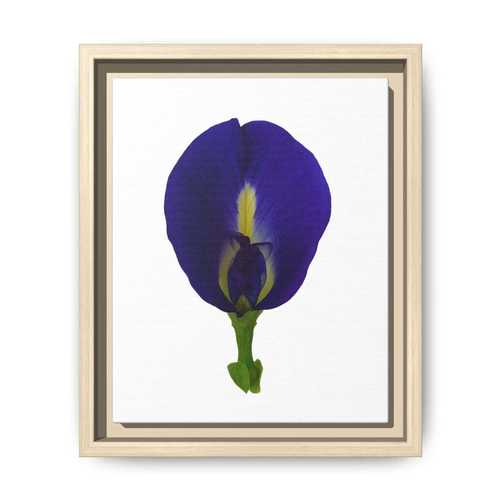 Original Butterfly Pea Flower Framed Canvas Wall Art