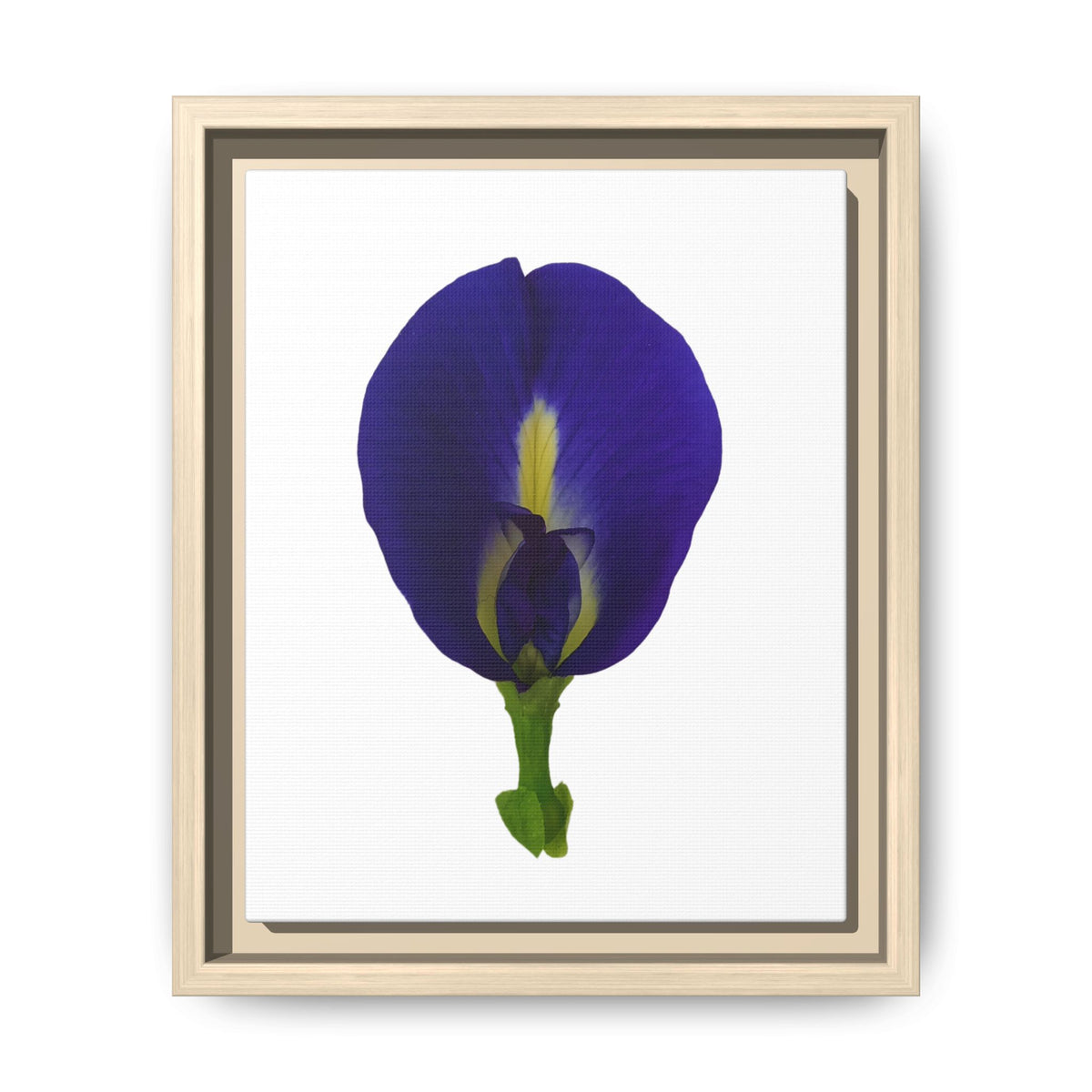 Original Butterfly Pea Flower Framed Canvas Wall Art