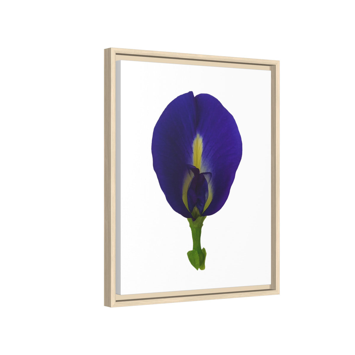 Original Butterfly Pea Flower Framed Canvas Wall Art