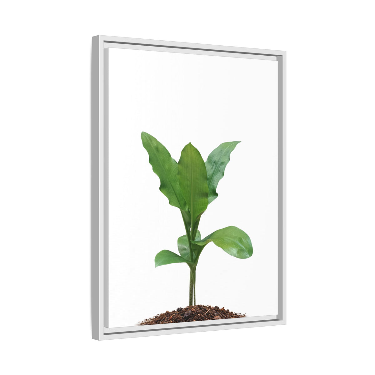 Blood Lily Plant Paintbrush Lily Plant Framed Canvas Wall Art