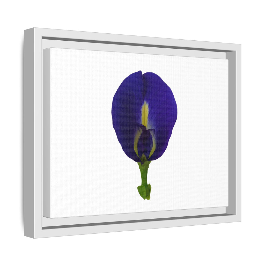 Original Butterfly Pea Flower Framed Canvas Wall Art