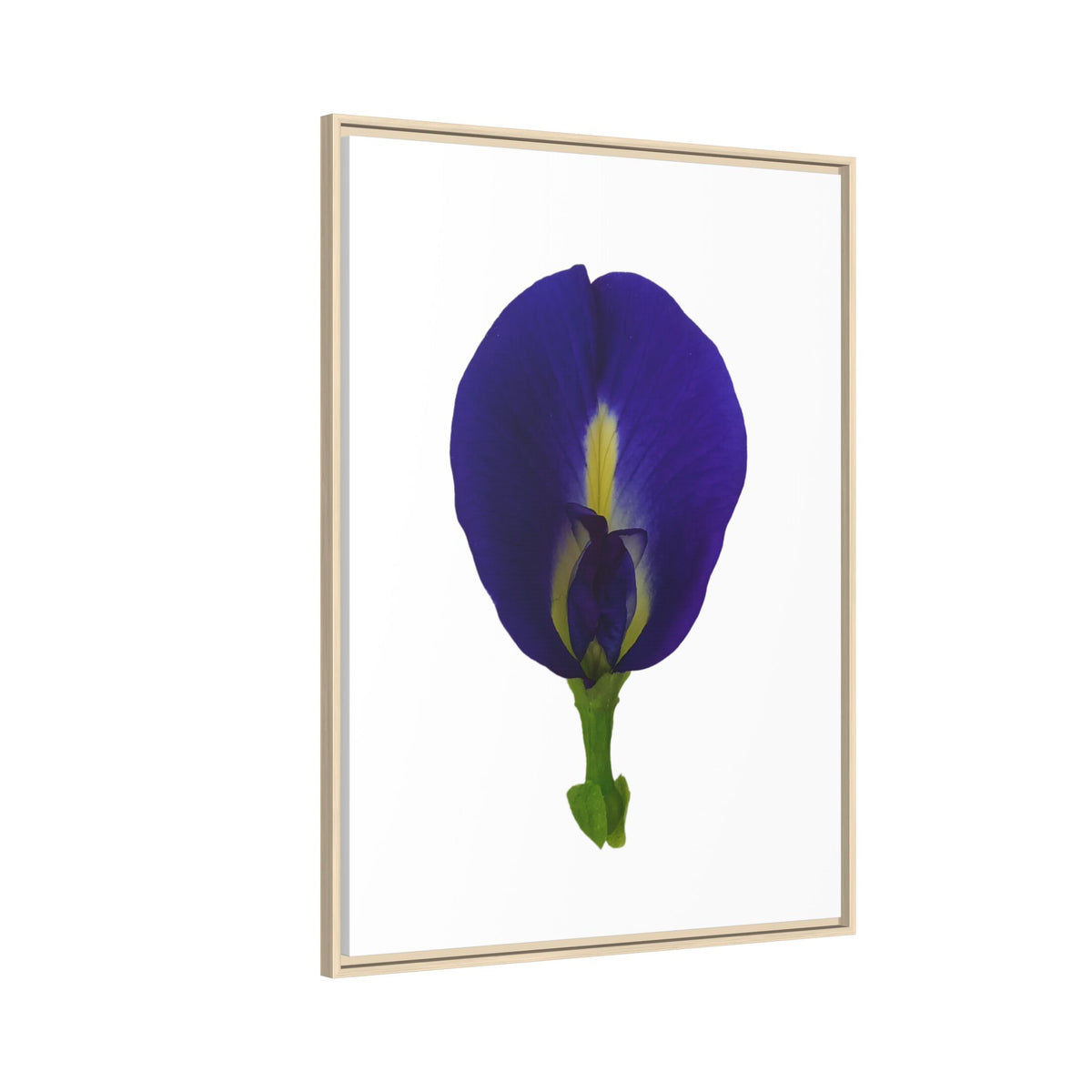 Original Butterfly Pea Flower Framed Canvas Wall Art