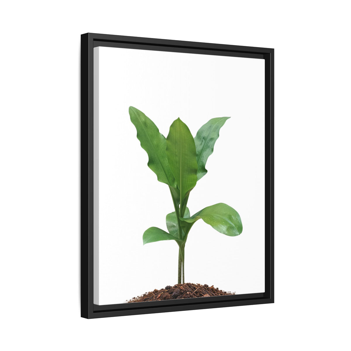 Blood Lily Plant Paintbrush Lily Plant Framed Canvas Wall Art