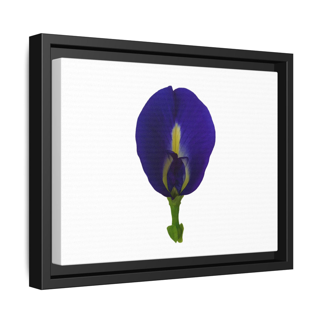 Original Butterfly Pea Flower Framed Canvas Wall Art