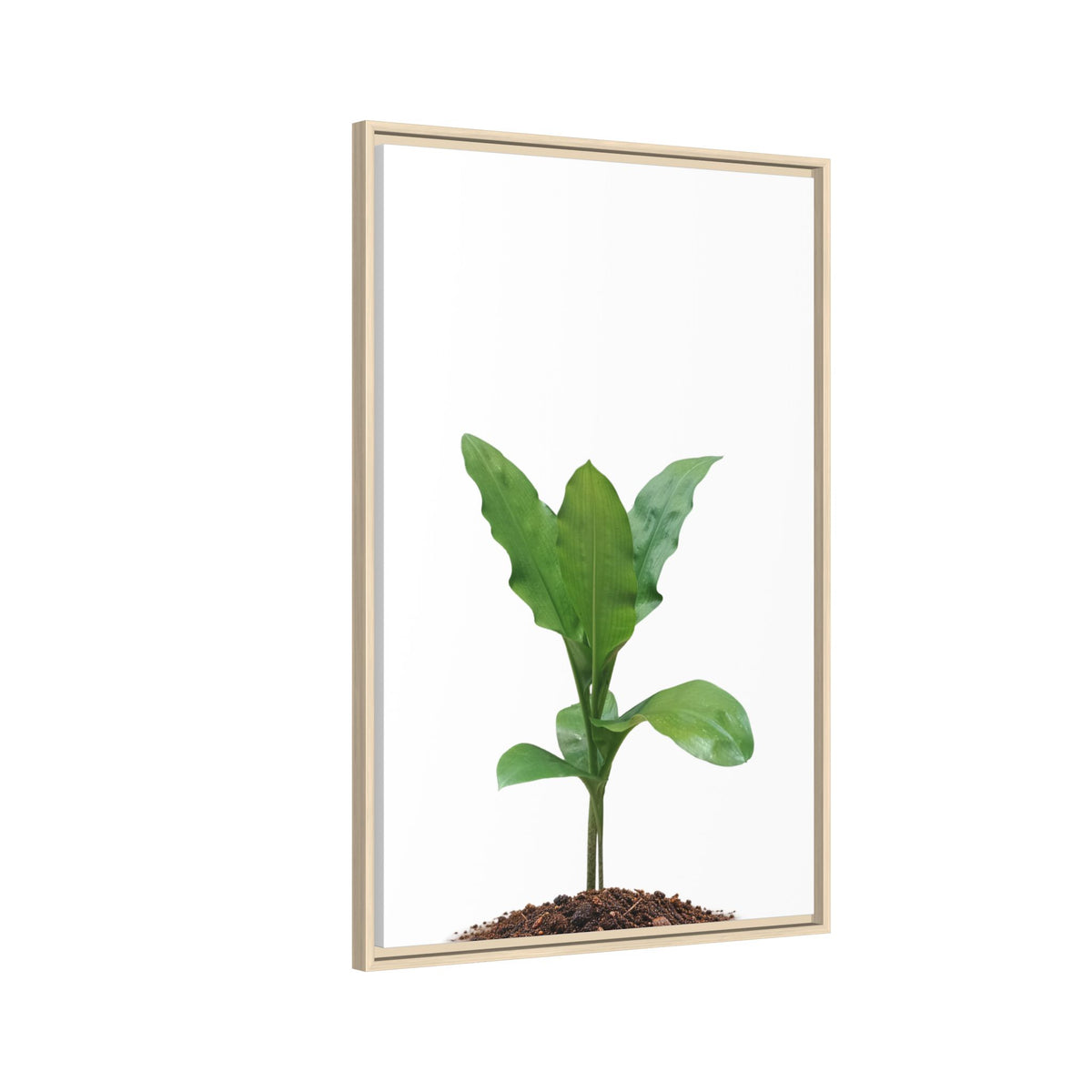 Blood Lily Plant Paintbrush Lily Plant Framed Canvas Wall Art