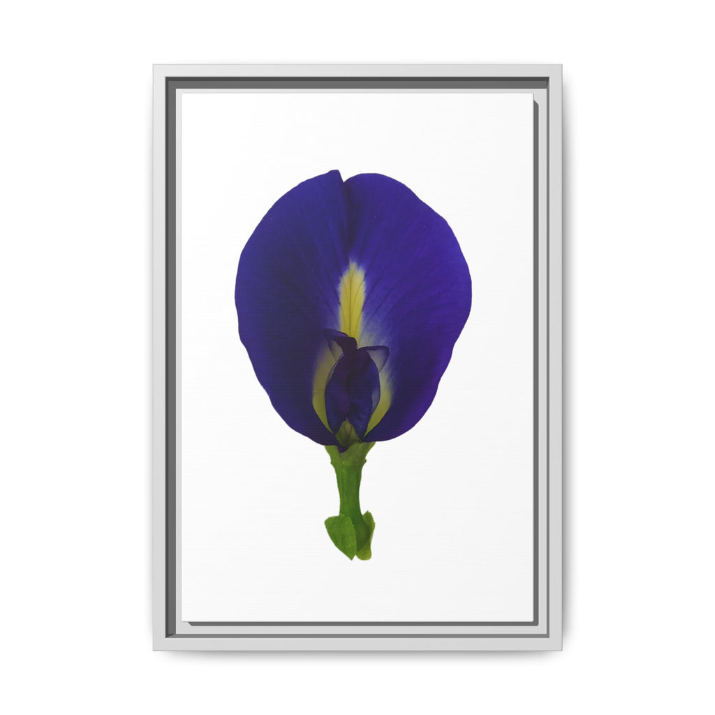 Original Butterfly Pea Flower Framed Canvas Wall Art