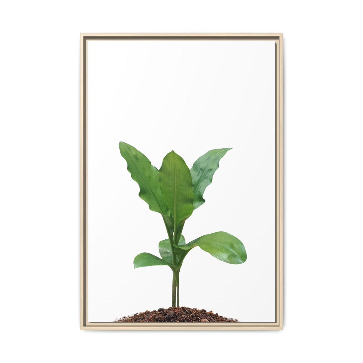 Blood Lily Plant Paintbrush Lily Plant Framed Canvas Wall Art