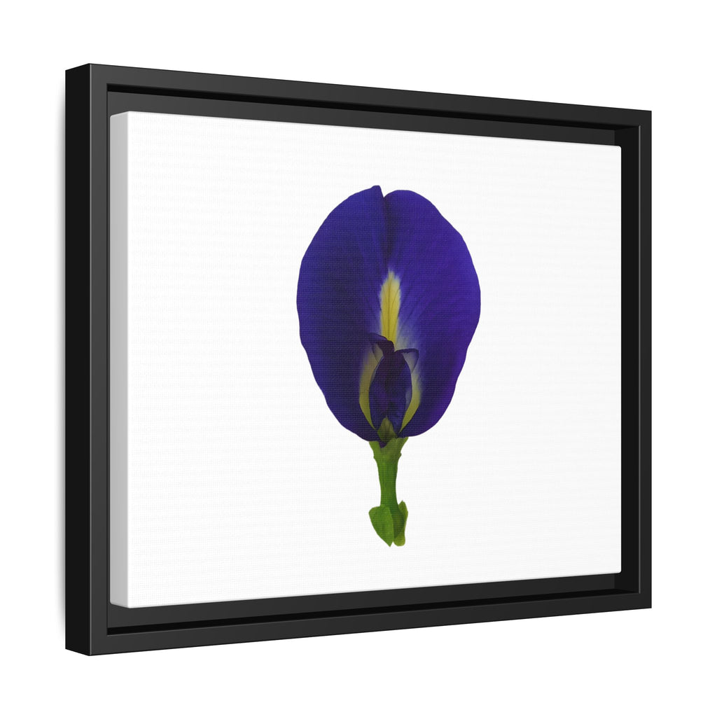 Original Butterfly Pea Flower Framed Canvas Wall Art