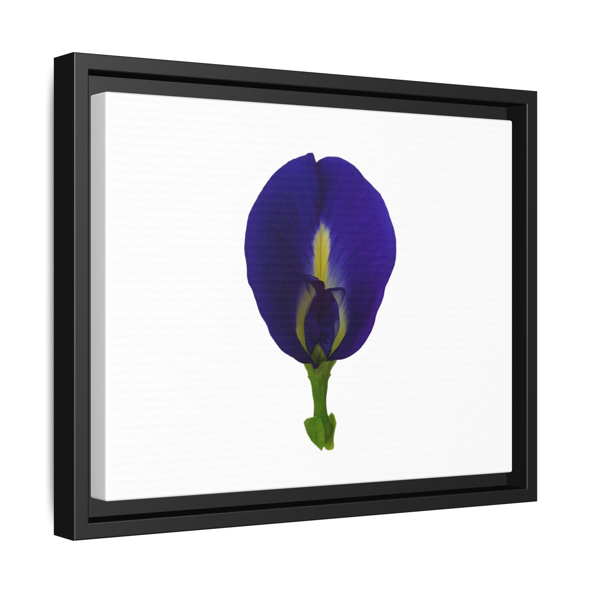 Original Butterfly Pea Flower Framed Canvas Wall Art