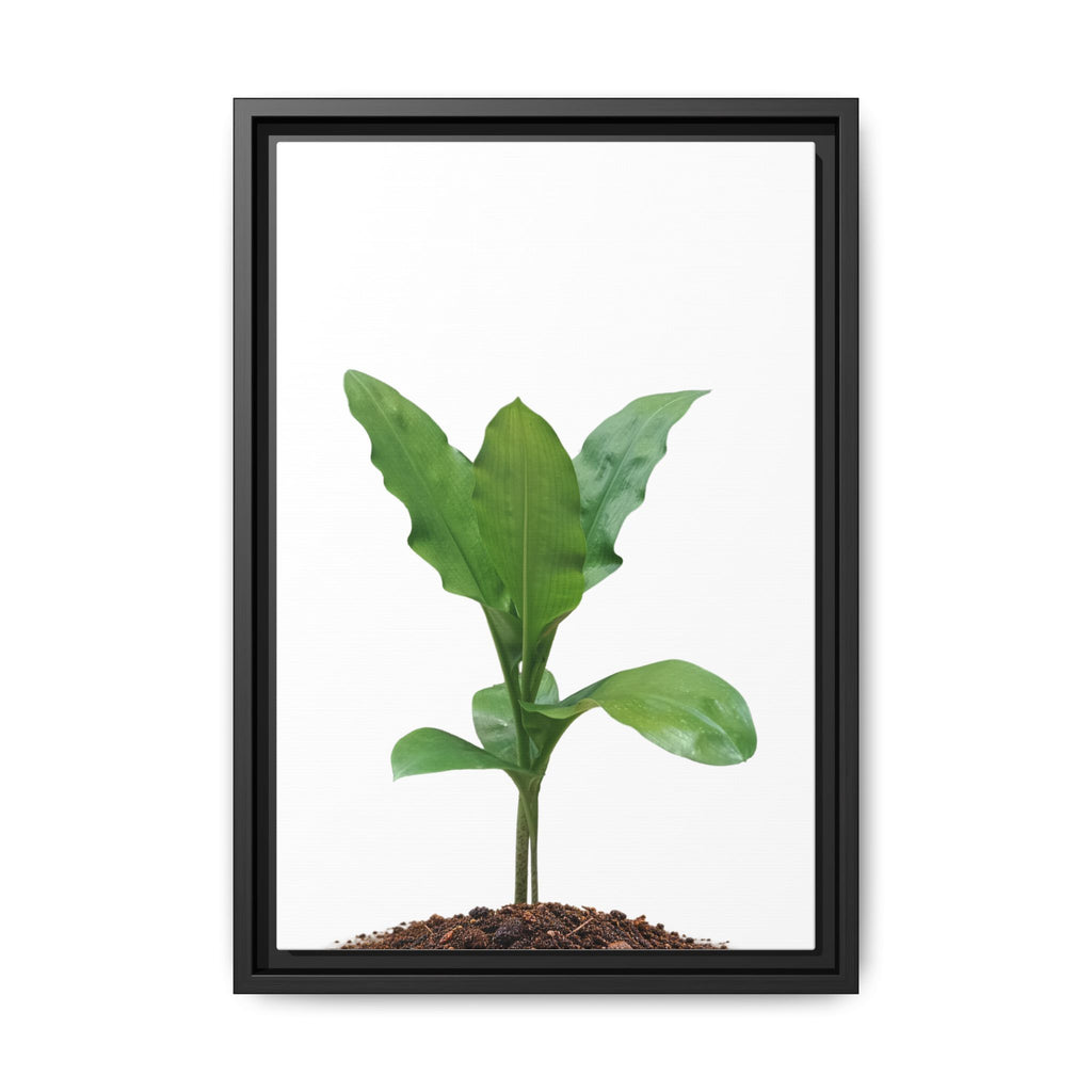 Blood Lily Plant Paintbrush Lily Plant Framed Canvas Wall Art