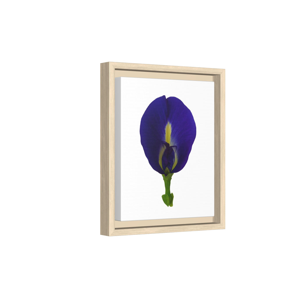 Original Butterfly Pea Flower Framed Canvas Wall Art