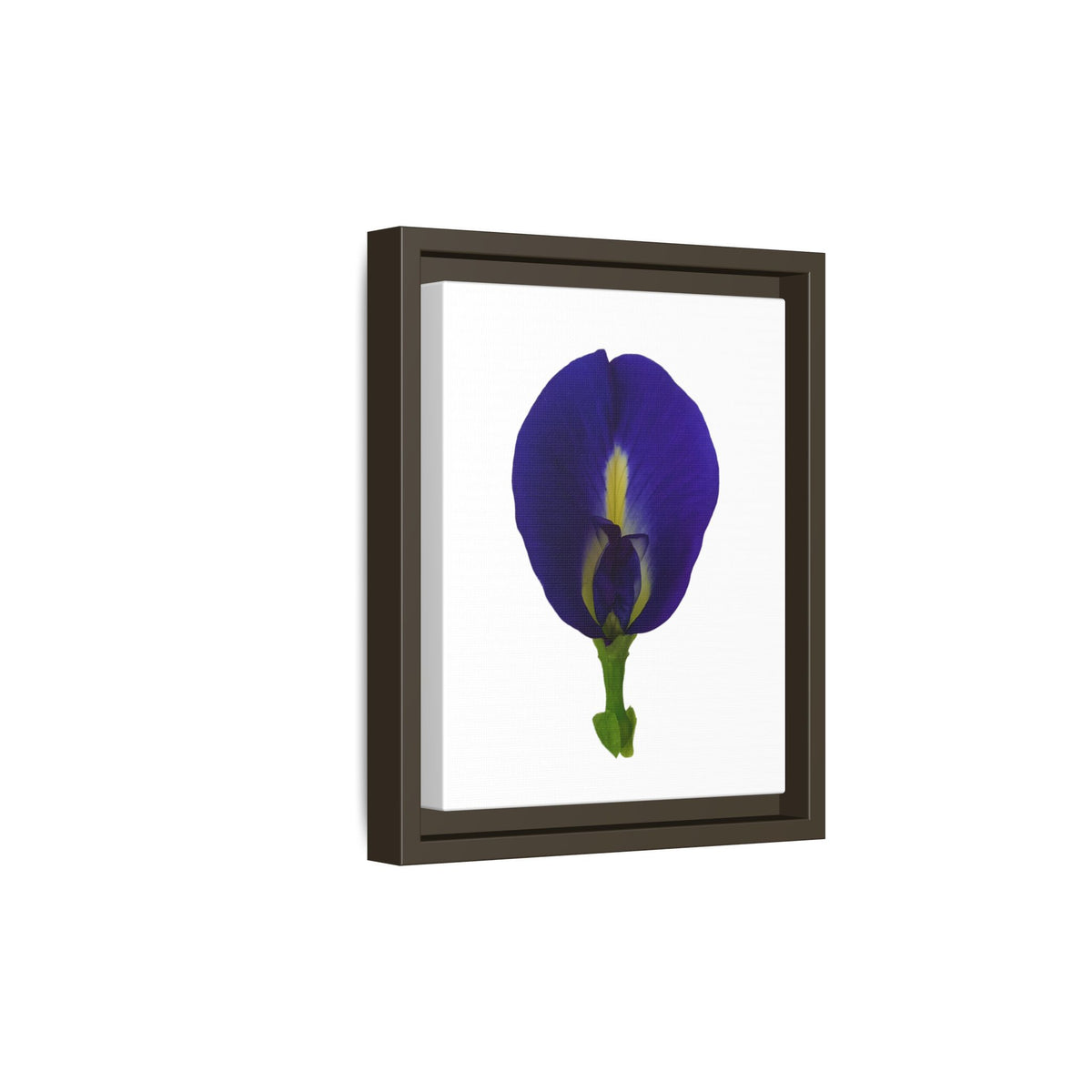 Original Butterfly Pea Flower Framed Canvas Wall Art