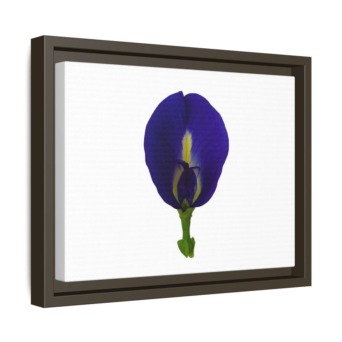 Original Butterfly Pea Flower Framed Canvas Wall Art