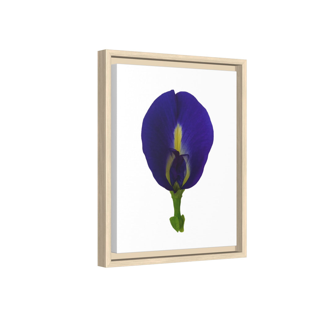 Original Butterfly Pea Flower Framed Canvas Wall Art