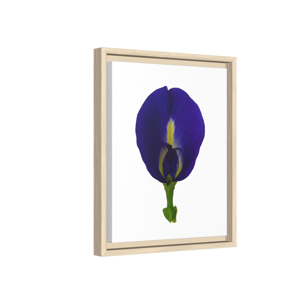 Original Butterfly Pea Flower Framed Canvas Wall Art