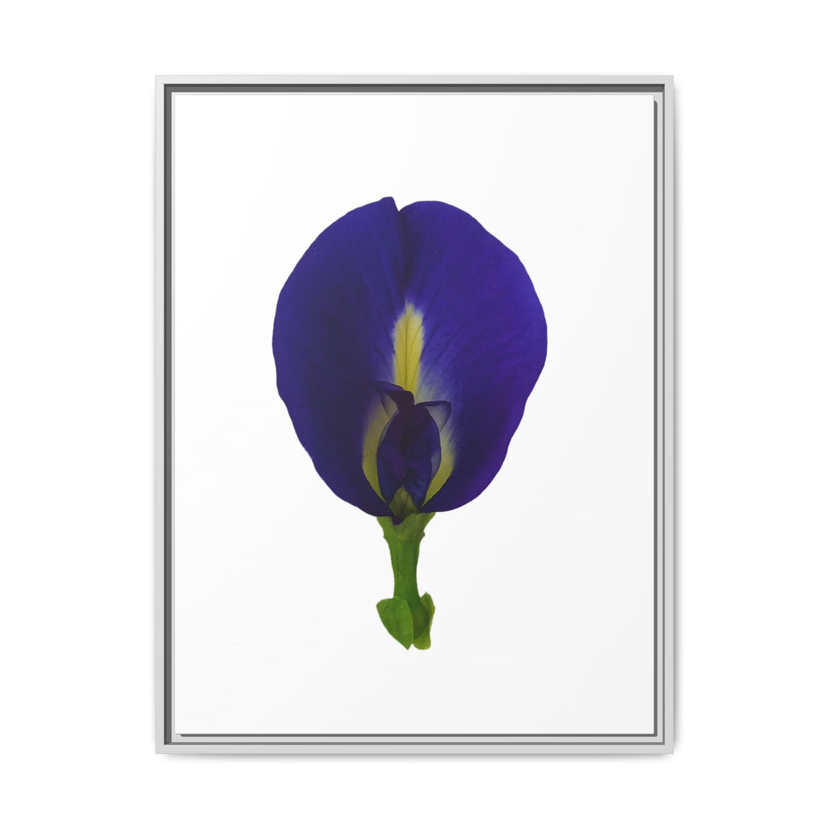 Original Butterfly Pea Flower Framed Canvas Wall Art