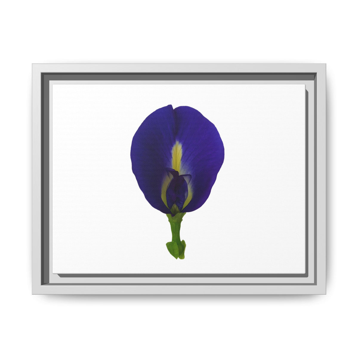 Original Butterfly Pea Flower Framed Canvas Wall Art