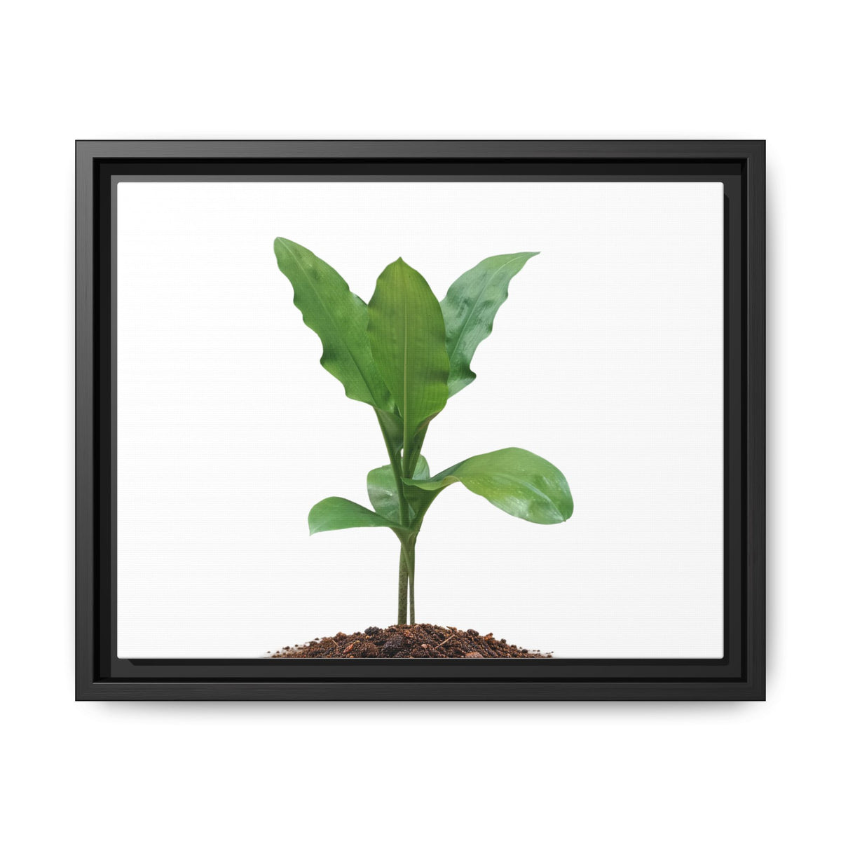 Blood Lily Plant Paintbrush Lily Plant Framed Canvas Wall Art